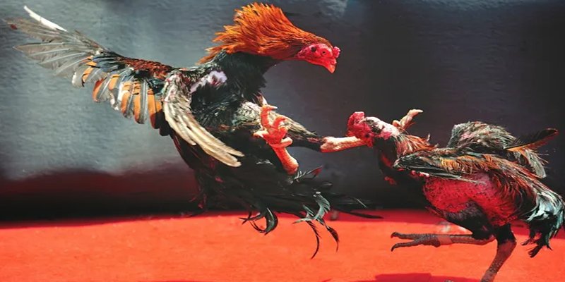 13winvn c1 gà chọi