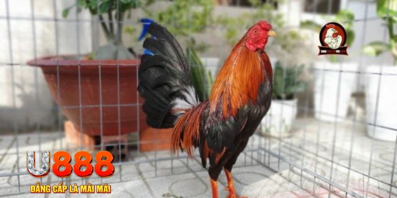 13winvn game máy bay nổ hũ