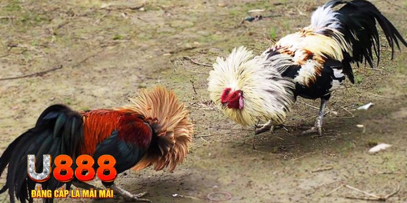 13winvn game nổ hũ là gì